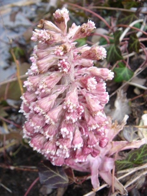 Petasites hybridus